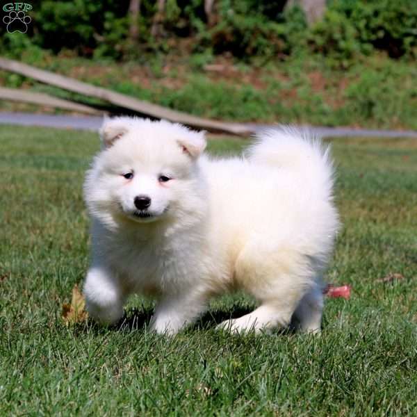 Becky, Samoyed Puppy