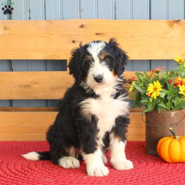 Bell, Bernedoodle Puppy