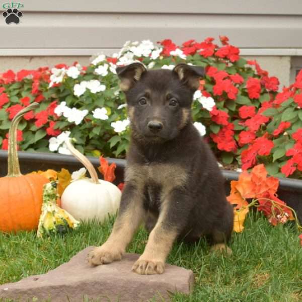 Bella, German Shepherd Puppy