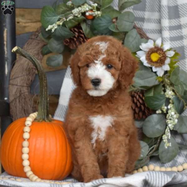 Bella, Mini Goldendoodle Puppy