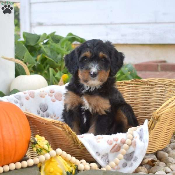 Bella, Mini Bernedoodle Puppy