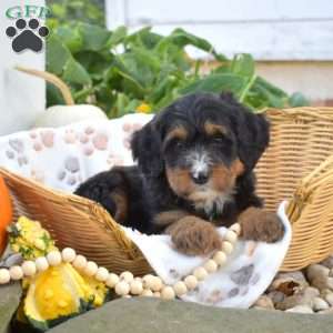 Bella, Mini Bernedoodle Puppy