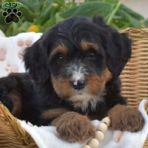 Bella, Mini Bernedoodle Puppy