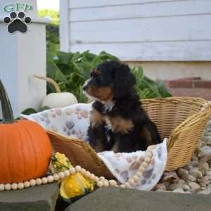 Bella, Mini Bernedoodle Puppy