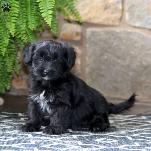 Bella, Miniature Poodle Mix Puppy