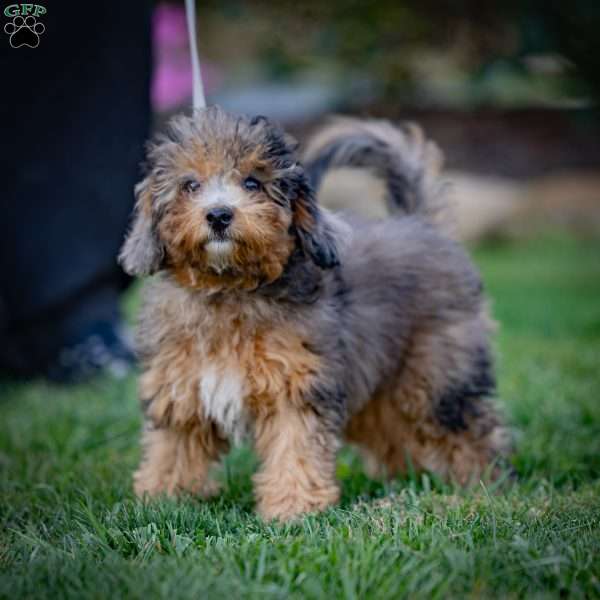 Belle, Cavapoo Puppy