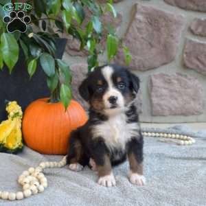 Belle, Bernese Mountain Dog Puppy