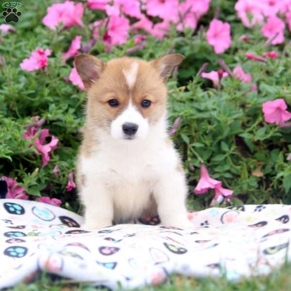 Belle, Pembroke Welsh Corgi Puppy