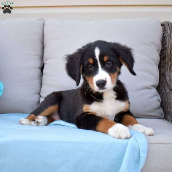 Belle, Bernese Mountain Dog Puppy