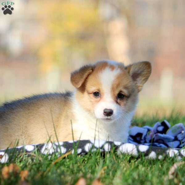 Belle, Pembroke Welsh Corgi Puppy