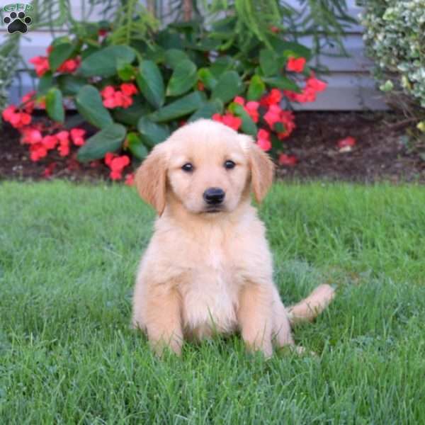 Belle, Golden Retriever Puppy