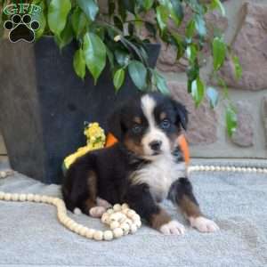 Belle, Bernese Mountain Dog Puppy