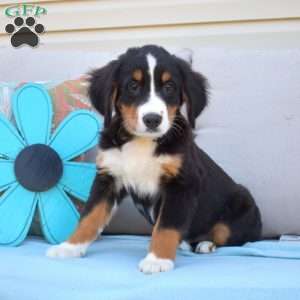 Belle, Bernese Mountain Dog Puppy