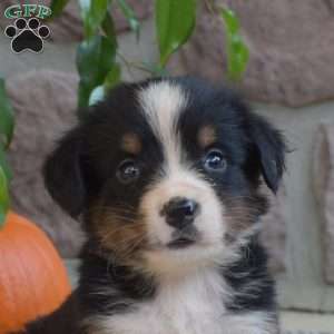 Belle, Bernese Mountain Dog Puppy