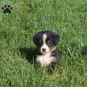 Belle, Bernese Mountain Dog Puppy