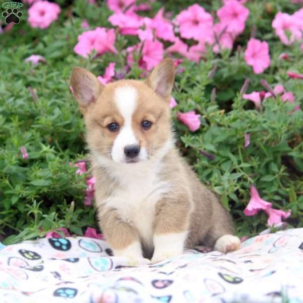 Ben, Pembroke Welsh Corgi Puppy