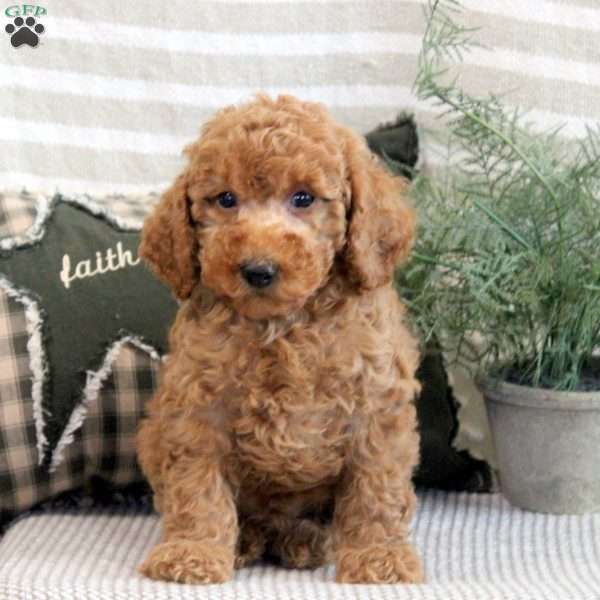 Ben, Miniature Poodle Puppy