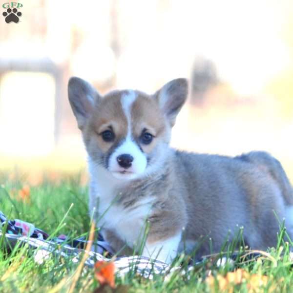 Ben, Pembroke Welsh Corgi Puppy