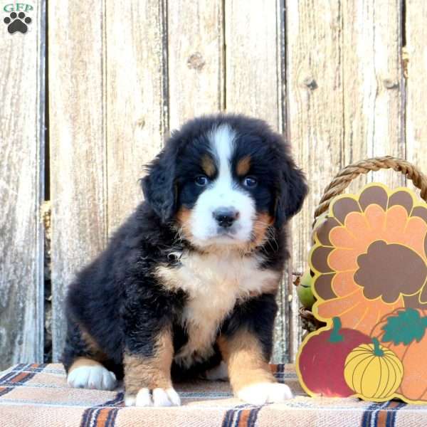 Ben, Bernese Mountain Dog Puppy