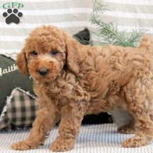 Ben, Miniature Poodle Puppy