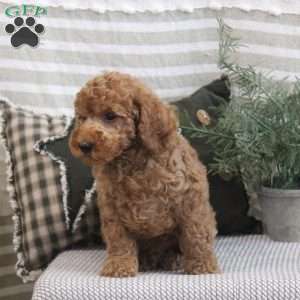 Ben, Miniature Poodle Puppy