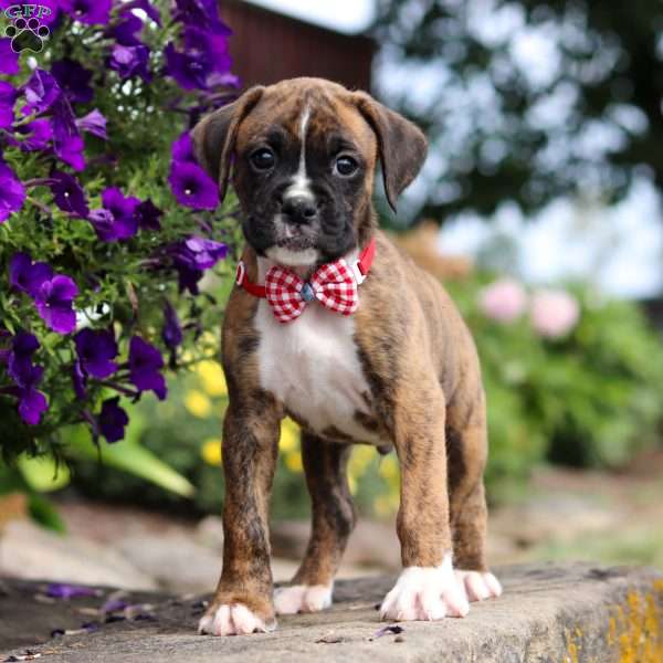 Benji, Boxer Puppy