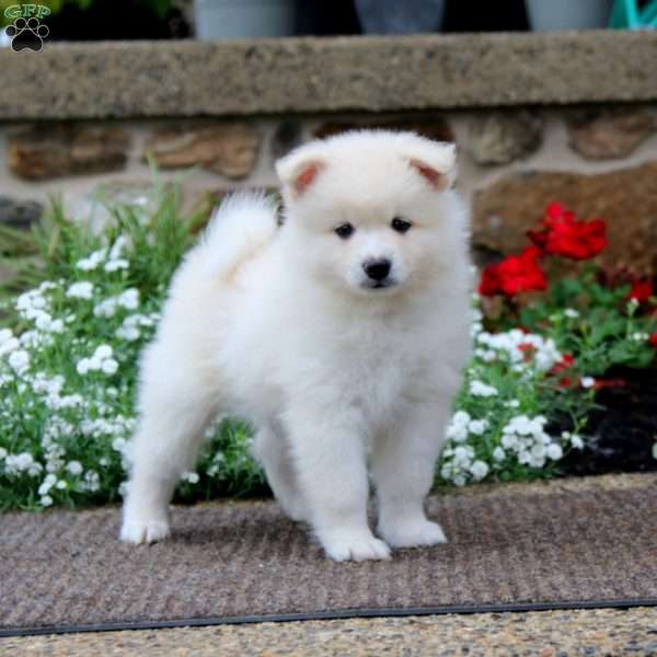 Benji, Pomeranian Mix Puppy