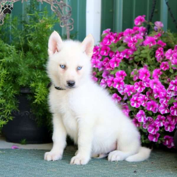 Benji, Siberian Husky Mix Puppy