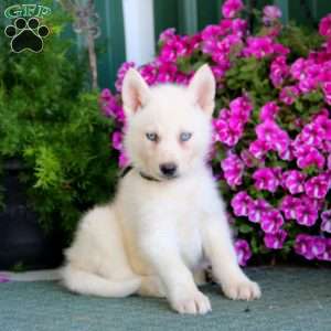 Benji, Siberian Husky Mix Puppy