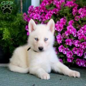 Benji, Siberian Husky Mix Puppy