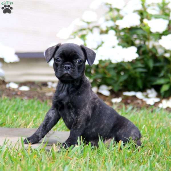 Benny, French Bulldog Mix Puppy