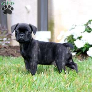 Benny, French Bulldog Mix Puppy