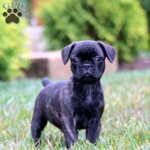 Benny, French Bulldog Mix Puppy