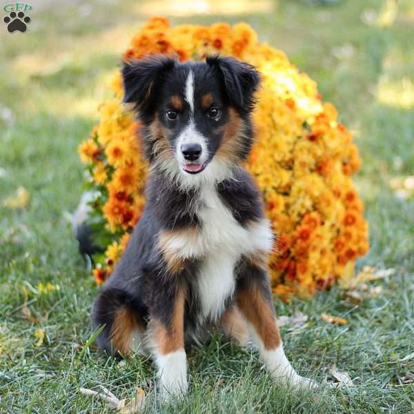 Beno, Miniature Australian Shepherd Puppy