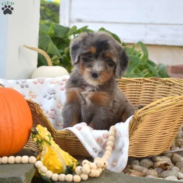 Bentley, Mini Bernedoodle Puppy