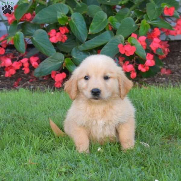 Bentley, Golden Retriever Puppy