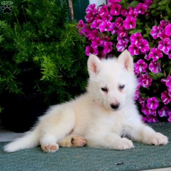 Bentley, Siberian Husky Mix Puppy