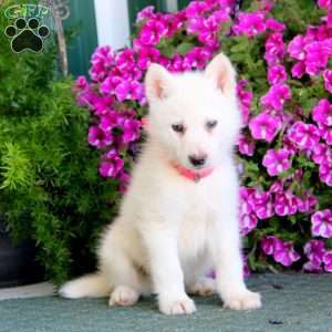 Bentley, Siberian Husky Mix Puppy