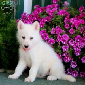 Bentley, Siberian Husky Mix Puppy