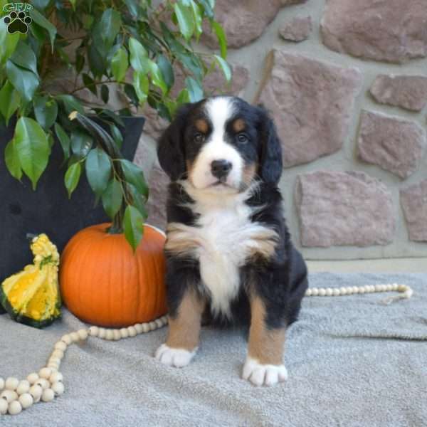 Berry, Bernese Mountain Dog Puppy