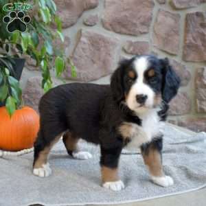 Berry, Bernese Mountain Dog Puppy