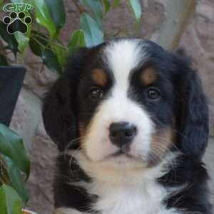 Berry, Bernese Mountain Dog Puppy