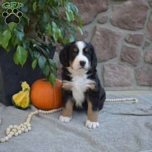 Berry, Bernese Mountain Dog Puppy