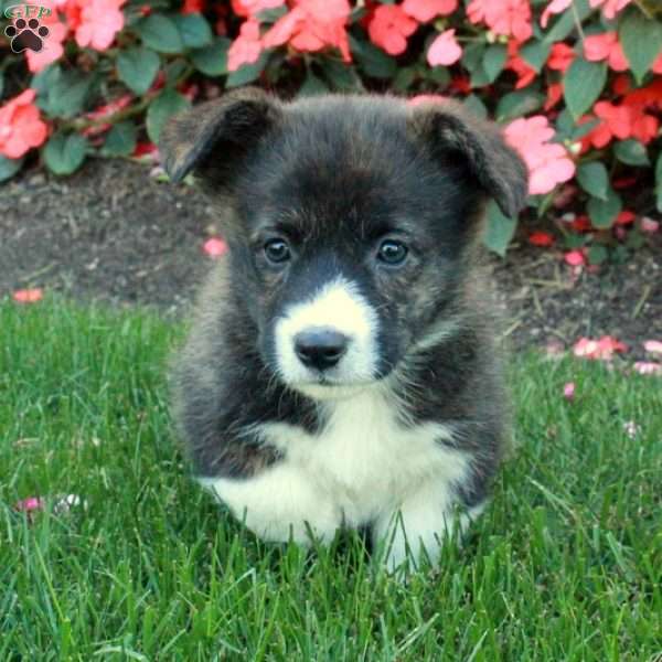 Bess, Pembroke Welsh Corgi Puppy