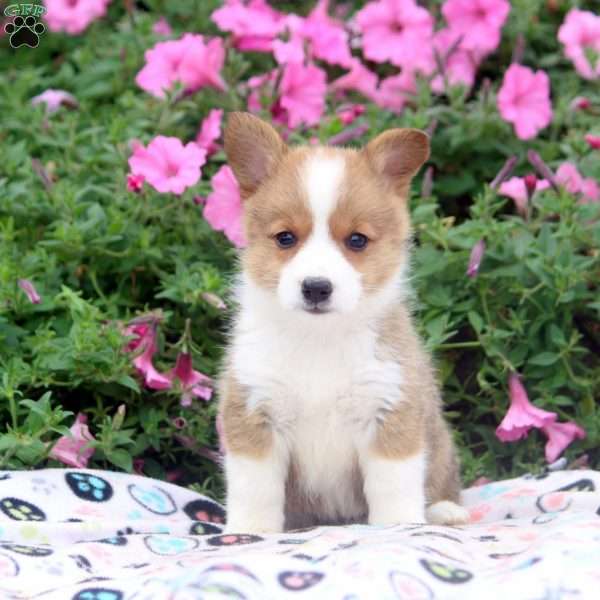 Bev, Pembroke Welsh Corgi Puppy