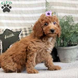 Bev, Miniature Poodle Puppy