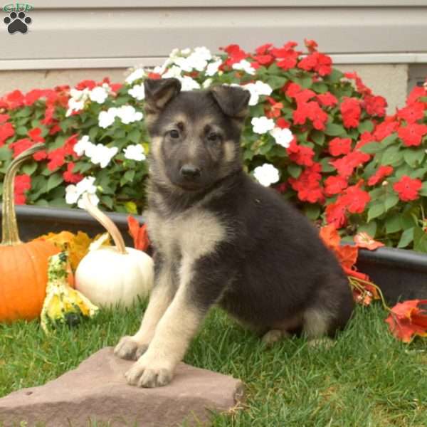 Bindi, German Shepherd Puppy