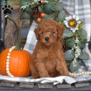 Bindi, Mini Goldendoodle Puppy