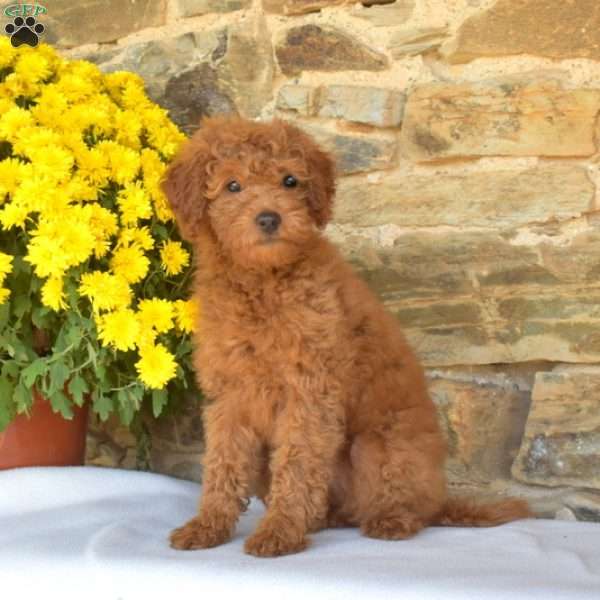 Bindi, Mini Goldendoodle Puppy