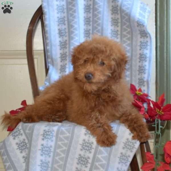 Bindi, Mini Goldendoodle Puppy